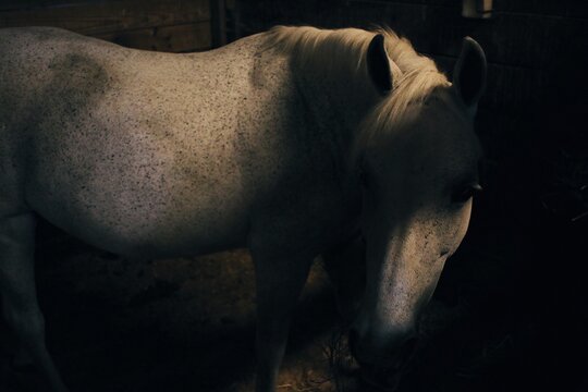 Friendly horses in a equine barn and stable on a farm