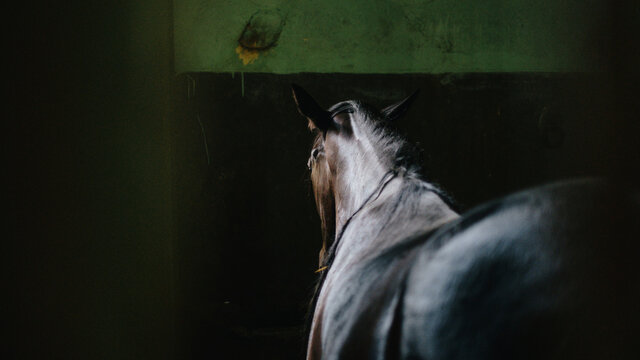Horse In The Stable