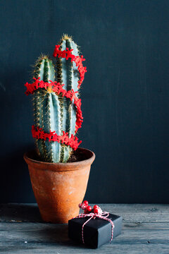 Cactus decorated with a red Christmas garland