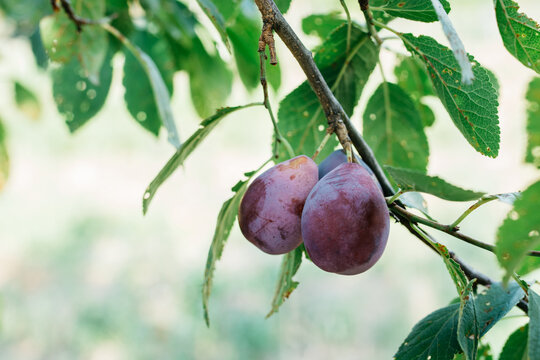 Plums on a tree