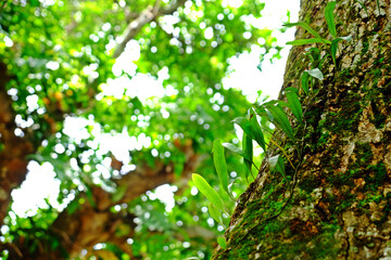 Wild orchid with green moss on the tree in tropical rainforest.