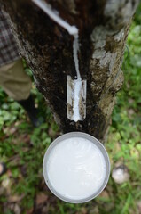 Tapping rubber tree sap in Glanmore plantation, Banyuwangi, East Java, Indonesia