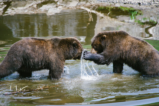 Bear Fight