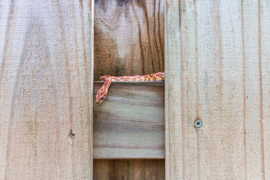 SouthEast American Corn Snake Hides on the Fence