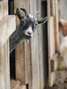 Curious goat peeking through the door of a wooden shed