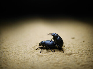 Two beetles mating in the desert