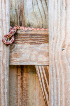 SouthEast American Corn Snake Hides on the Fence