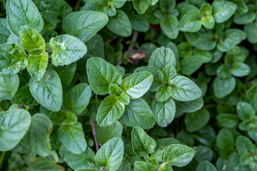 Leaves of Oregano in an Herb Garden