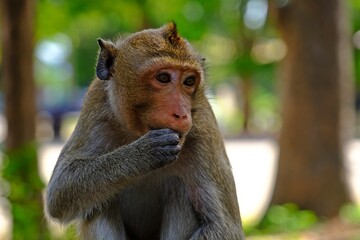 Thai Long-tailed macaque or Crab-eating macaque (Macaca fascicularis) monkey is eating banana.