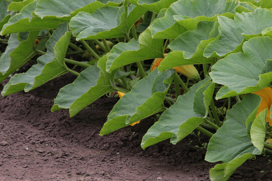 Row of large green Hokkaido pumpkin leaves in agriculture field