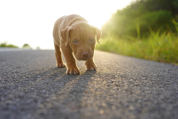 A lost puppy walking alone on the road