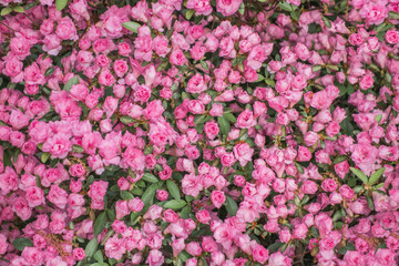 Background of pink roses