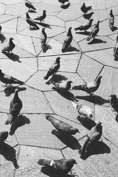 Pigeons facing different directions, shot from above.