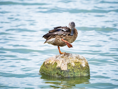 Female duck standing on rock in lake, preening with one foot raised