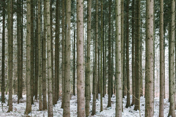 Young pine tree forest covered with snow in winter