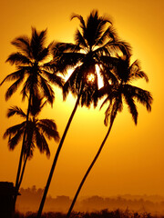 Naklejka na ściany i meble Palm Trees on golden background