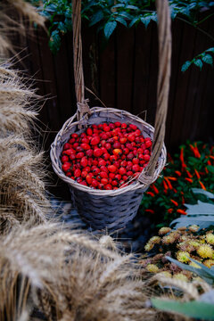 Rowanberry