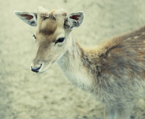 sika deer (lat. Cervus nippon) doe