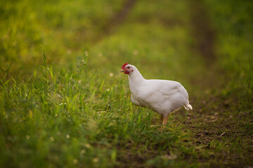 white duck in the grass