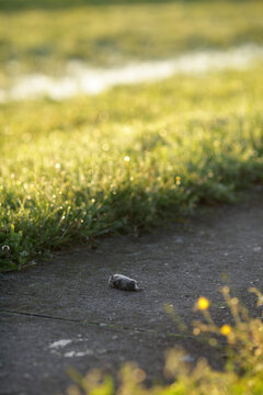 dead field mouse on a rural bike path