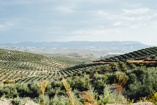 Olive field in Andalusia, Spain
