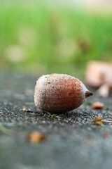 close up of one big acorn laying on the ground with few water drops on the surface