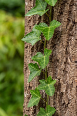 green ivy leaves grown along with the rough tree bark on the tree 