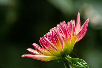 close up of one pink dahlia flower blooming in the garden with dark green background