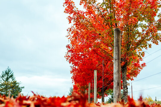 Red fall foliage leaves on a row of maple trees and on the ground next to the fence