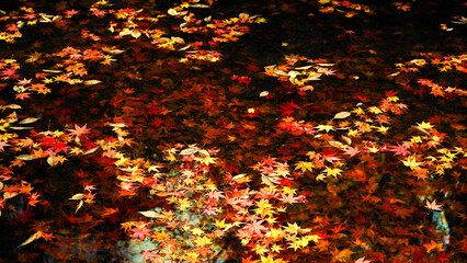 秋の景色を彩る紅葉