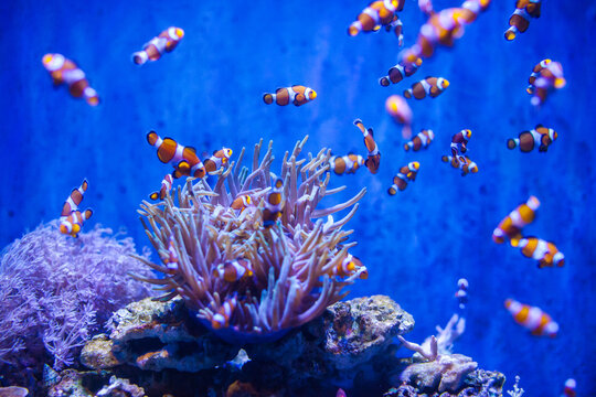 Sea anemone and clown fish