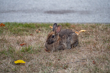 one chubby brown rabbit resting on the ground covered by short green and brown grasses by the roadside