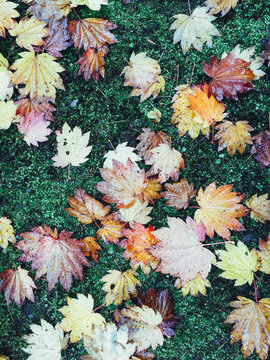 Japanese maple leaves in autumn