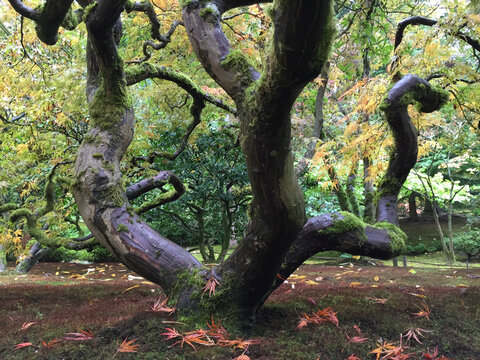 Japanese maple tree in autumn, low angle view