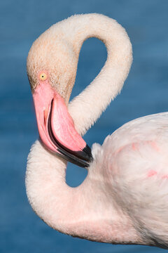 Closeup portrait of a greater pink flamingo bird outdoor