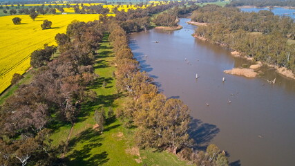 Fototapeta premium Canola Crop Trees and Lake Mulwala