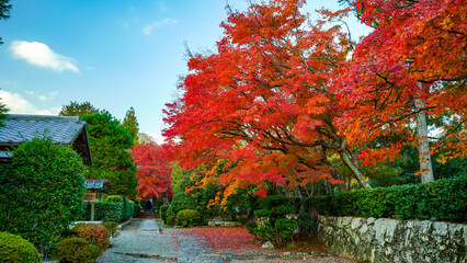 秋の景色を彩る紅葉