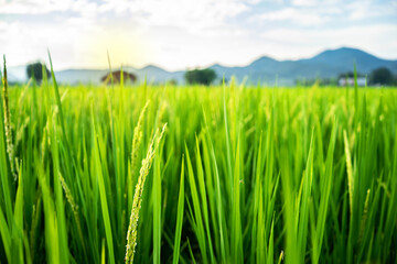 Fototapeta premium close up of yellow green rice field on the farm in the morning with blurry mountain in background. Selected focus
