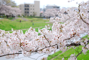 柏尾川沿いの満開の桜（横浜市戸塚区矢部町）