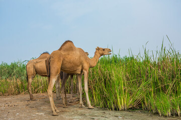 Camel