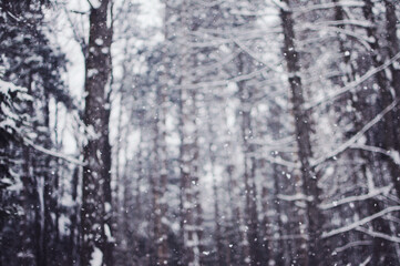 Trees and snow in a forest