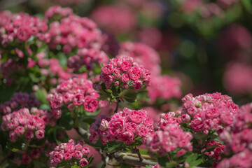 Fototapeta na wymiar pink flowers in the garden. Spring Flowers of the Double Pink Hawthorn (Crataegus laevigata 'Rosea Flore Pleno')