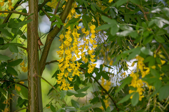 Laburnum alpinum, the magnificent yellow flowers of spring