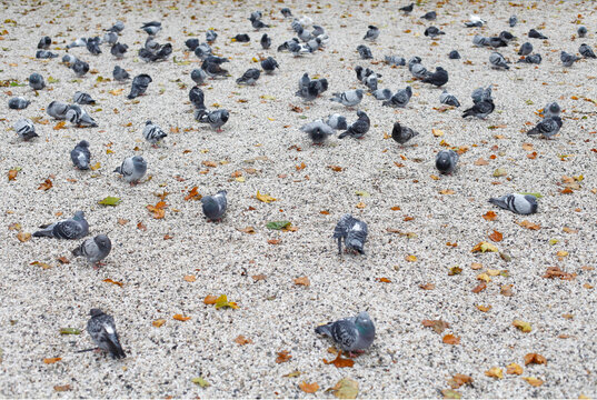 80 pigeons