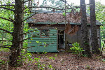 Fototapeta na wymiar An abandoned very old house in the middle of woods . The one story building is poorly maintained with wooden frame rotting windows and doors broken and fallen pine needles covering the roof.
