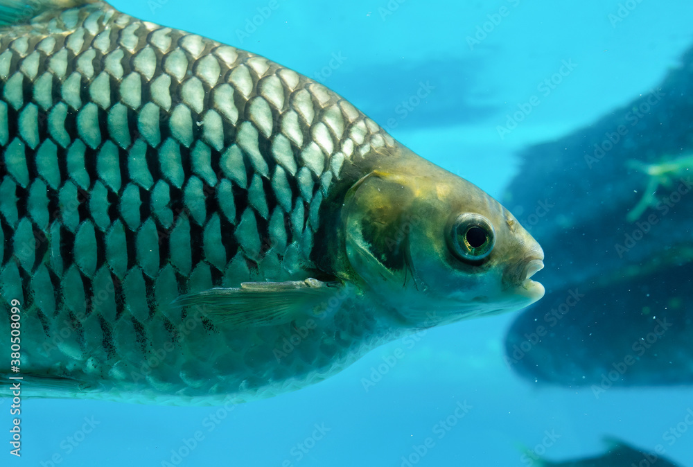 Wall mural Close up Java Barb or Silver Barb Swimming Underwater - Wall murals