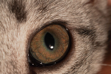 Macro close up cat eye