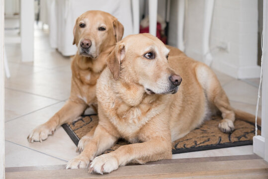 Two Labrador retrievers lying on the floor waiting
