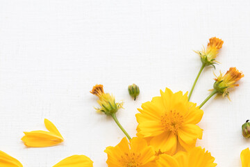 Obraz premium colorful mellow yellow flowers cosmos local flora of asia arrangement flat lay postcard style on background white 