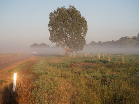 Car emerging from the Morning Fog